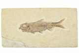 Detailed Fossil Fish (Knightia) - Wyoming #244217-1